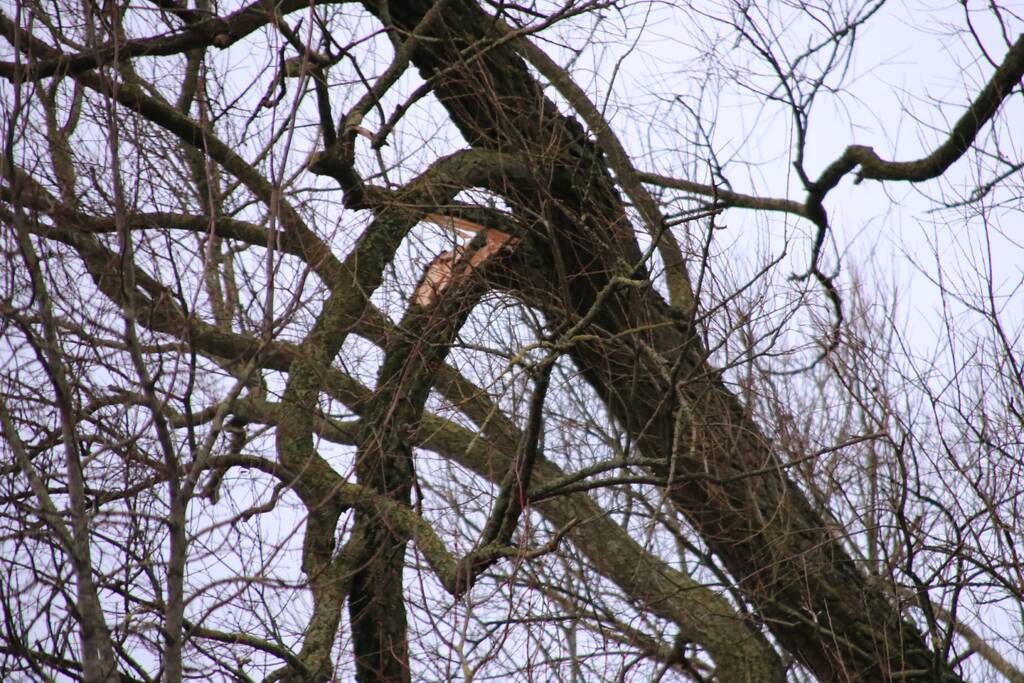 Weg afgesloten om afgebroken dikke tak