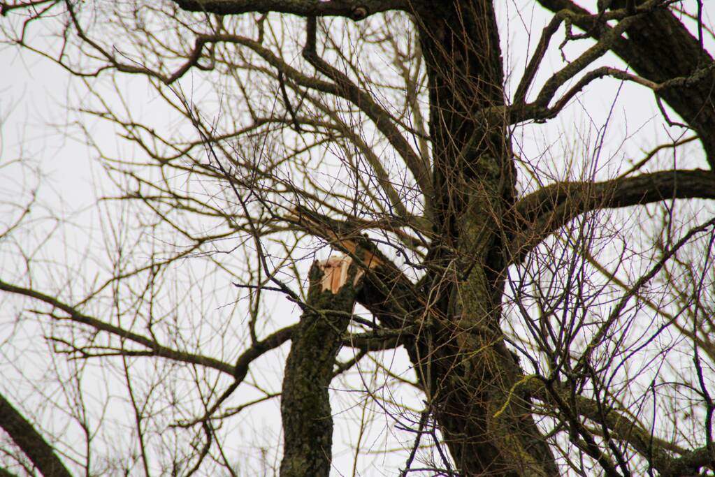 Weg afgesloten om afgebroken dikke tak