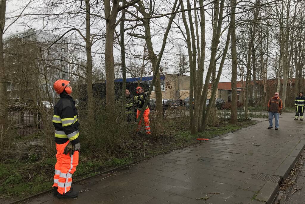 Brandweer haalt gevaarlijk hangende boom neer