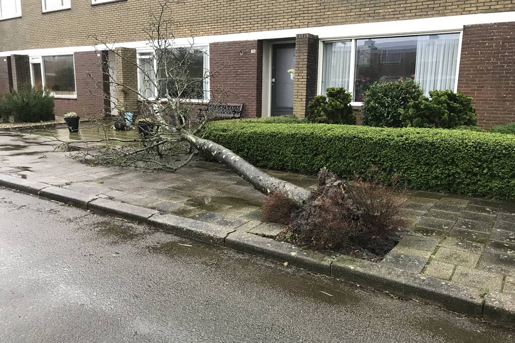 Brandweer haalt gevaarlijk hangende boom neer