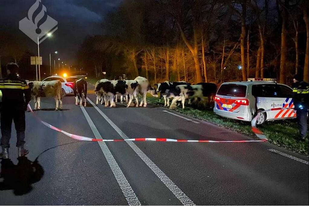 Stier en zijn dames blokkeren provinciale weg
