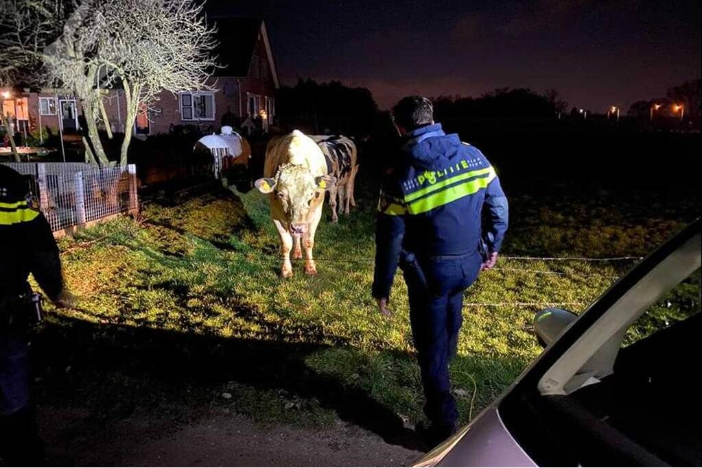 Stier en zijn dames blokkeren provinciale weg