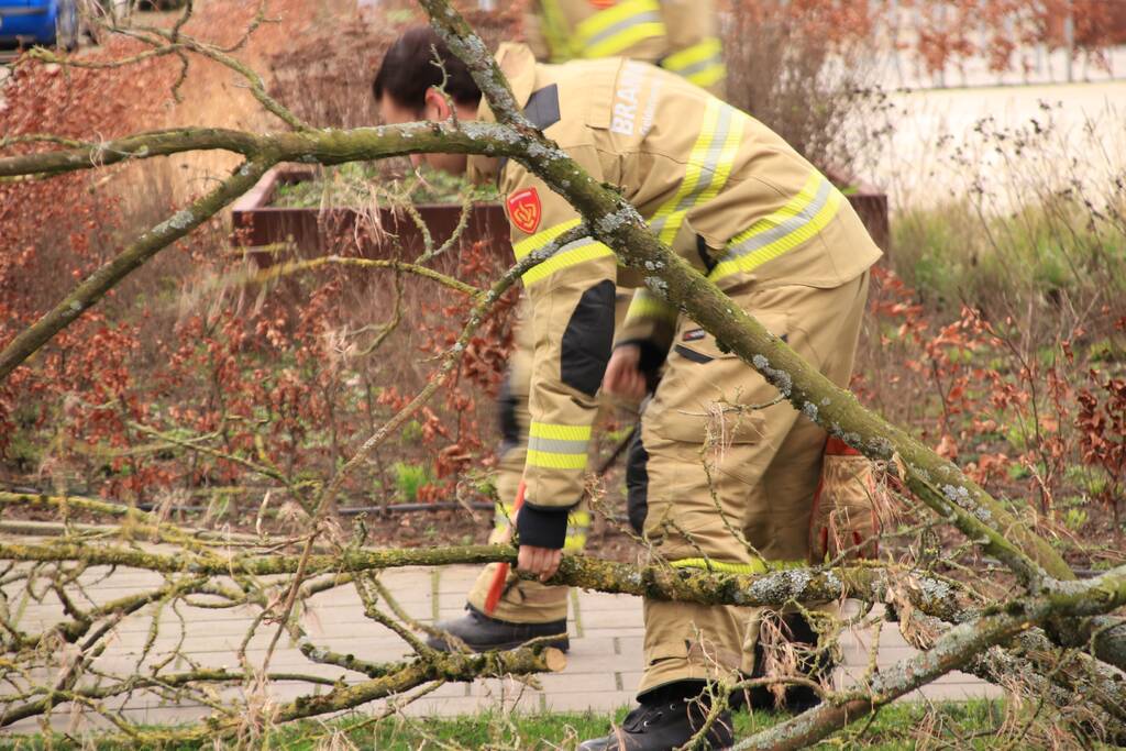 Gevaarlijk hangende tak verwijderd