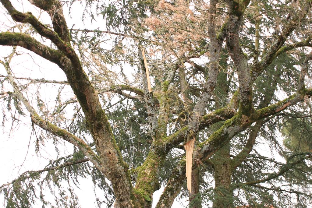 Gevaarlijk hangende tak verwijderd