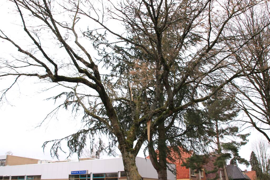 Gevaarlijk hangende tak verwijderd