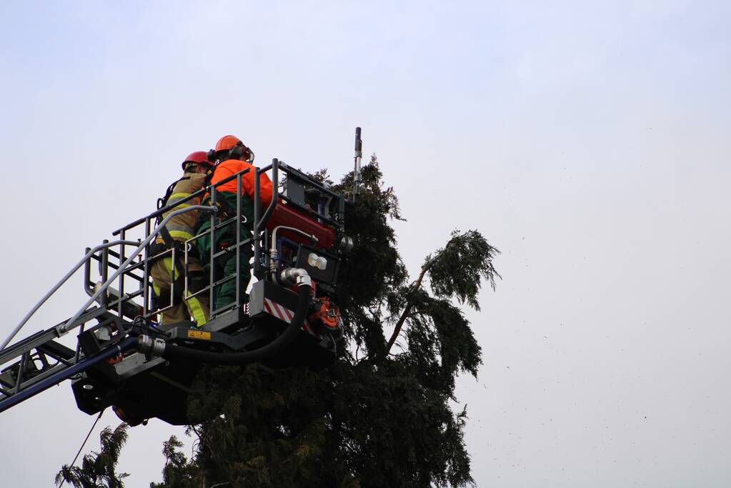 Hoge boom ingescheurd