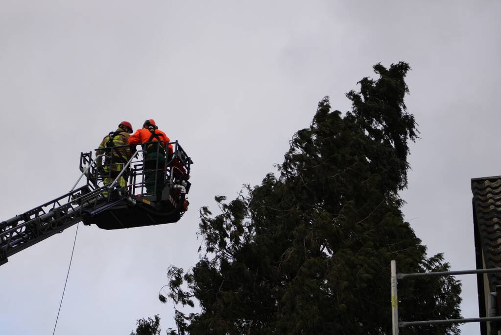 Hoge boom ingescheurd