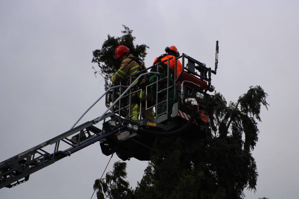 Hoge boom ingescheurd