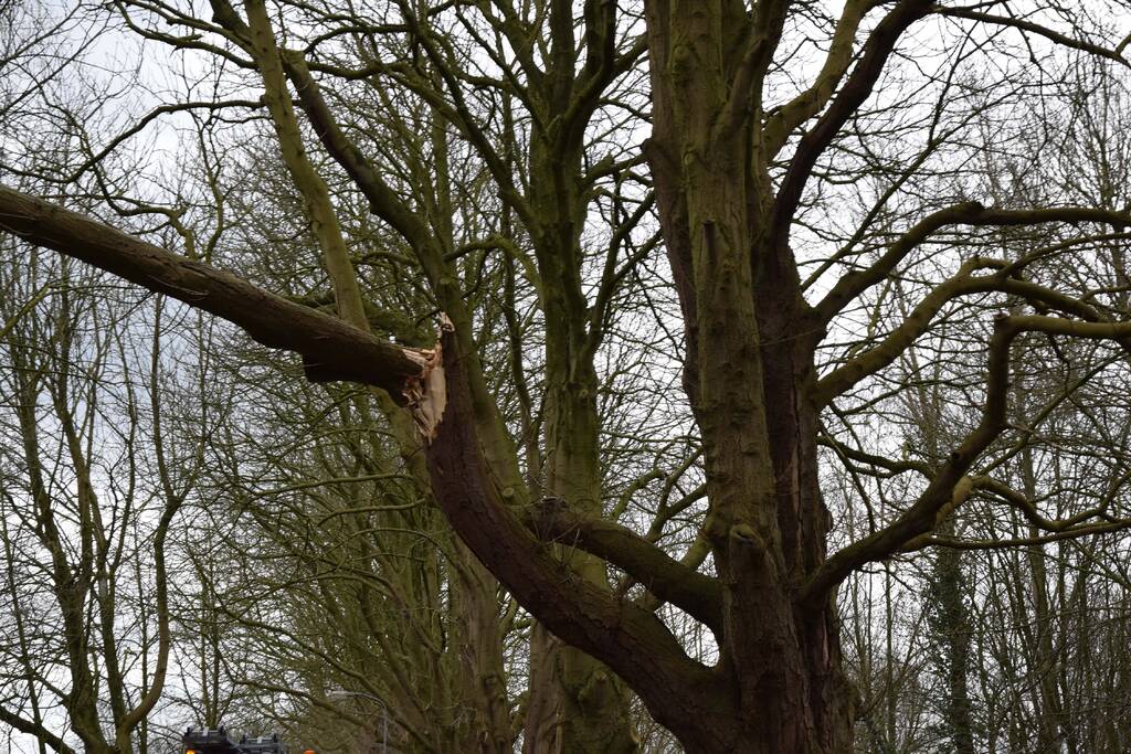Deel van boom afgebroken door storm