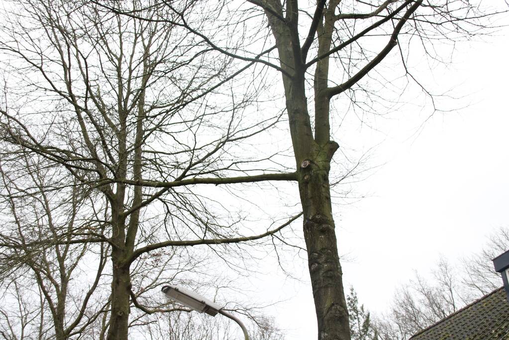 Loshangende takken zorgen voor gevaarlijke situaties