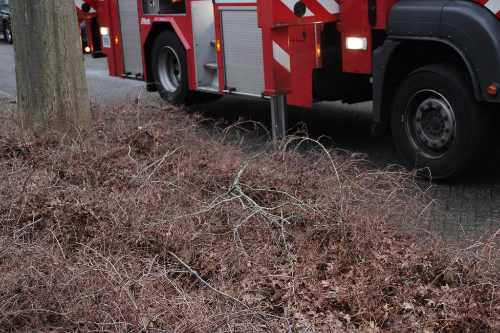 Loshangende takken zorgen voor gevaarlijke situaties