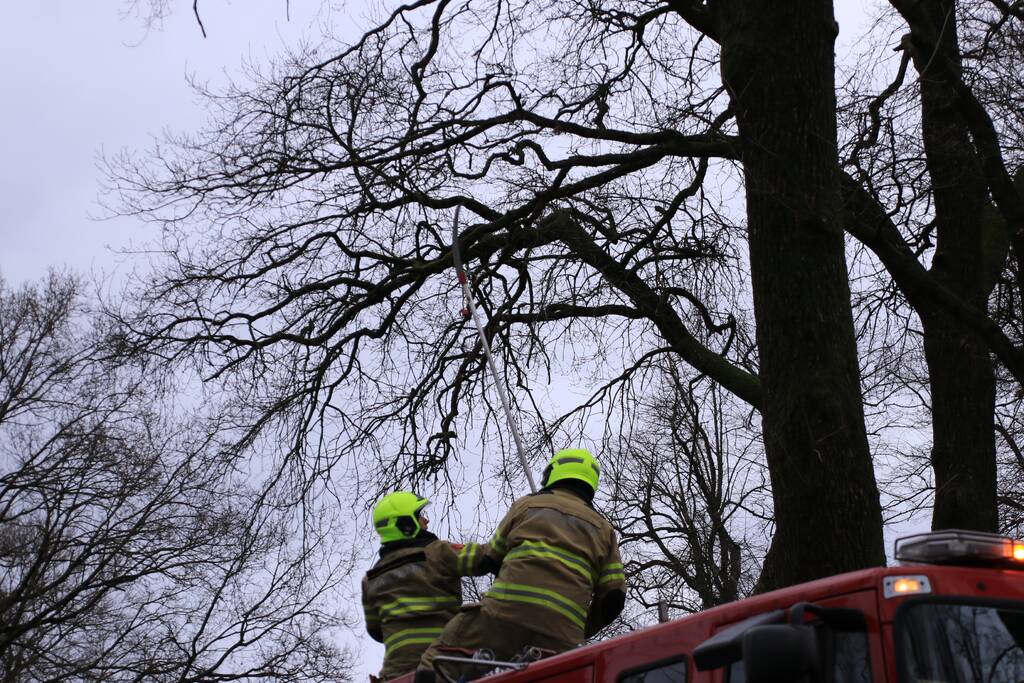 Halsbrekende toeren om tak boven de weg te verwijderen