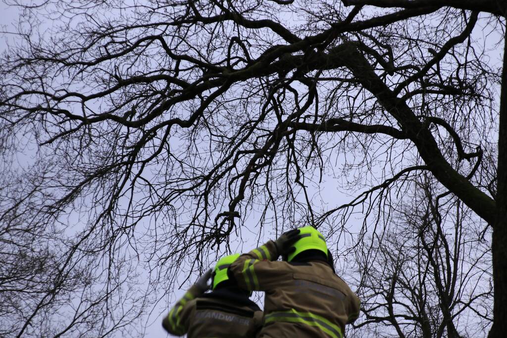 Halsbrekende toeren om tak boven de weg te verwijderen