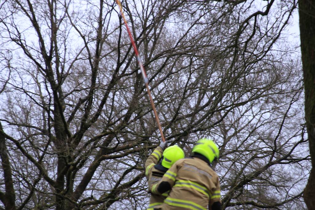 Halsbrekende toeren om tak boven de weg te verwijderen