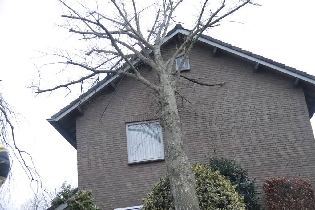 Grote boom valt op woning