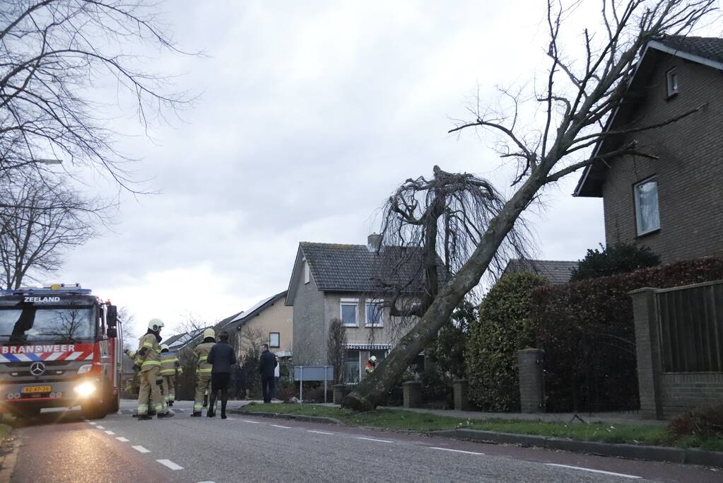Grote boom valt op woning