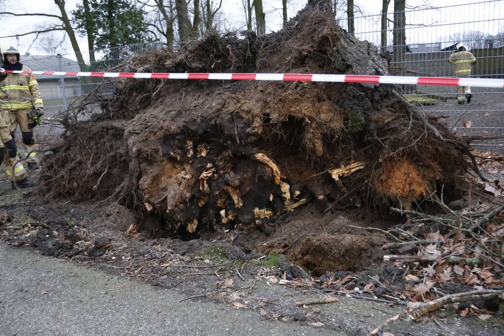 Boom valt door hekwerk van dierenverblijf
