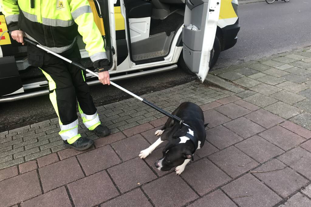 Kinderen vangen samen met politie ontsnapte hond