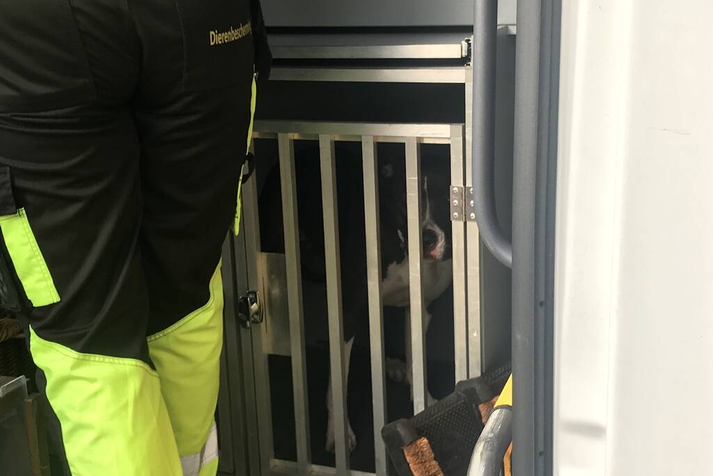 Kinderen vangen samen met politie ontsnapte hond