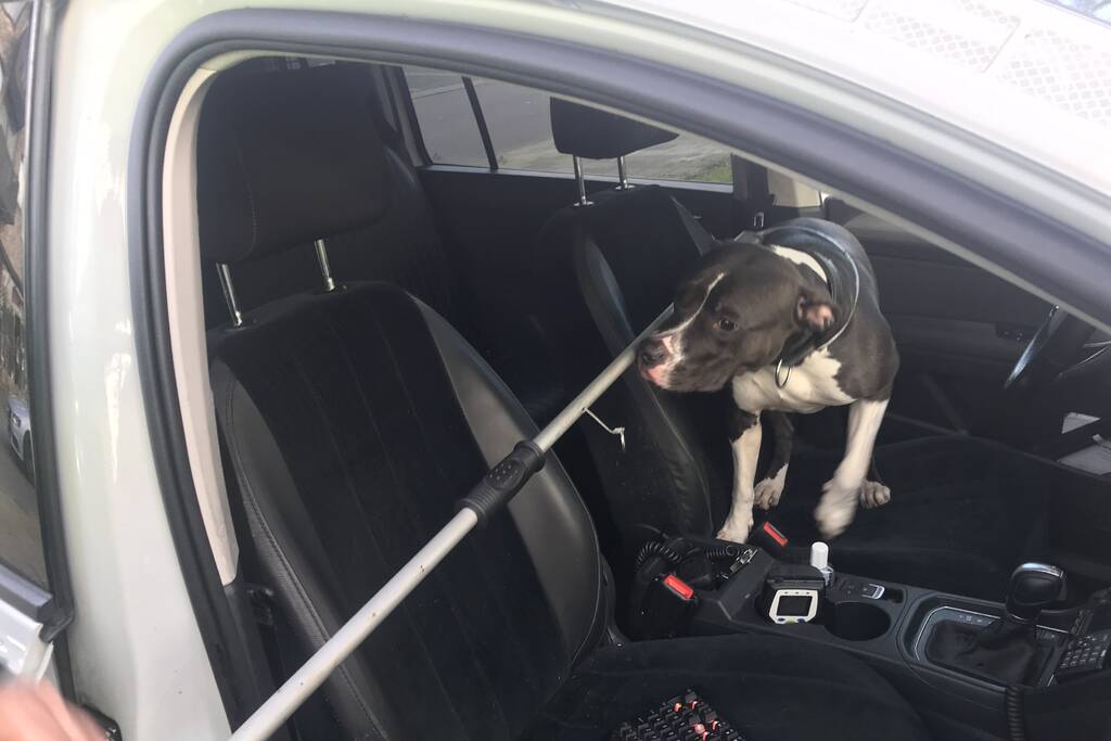 Kinderen vangen samen met politie ontsnapte hond