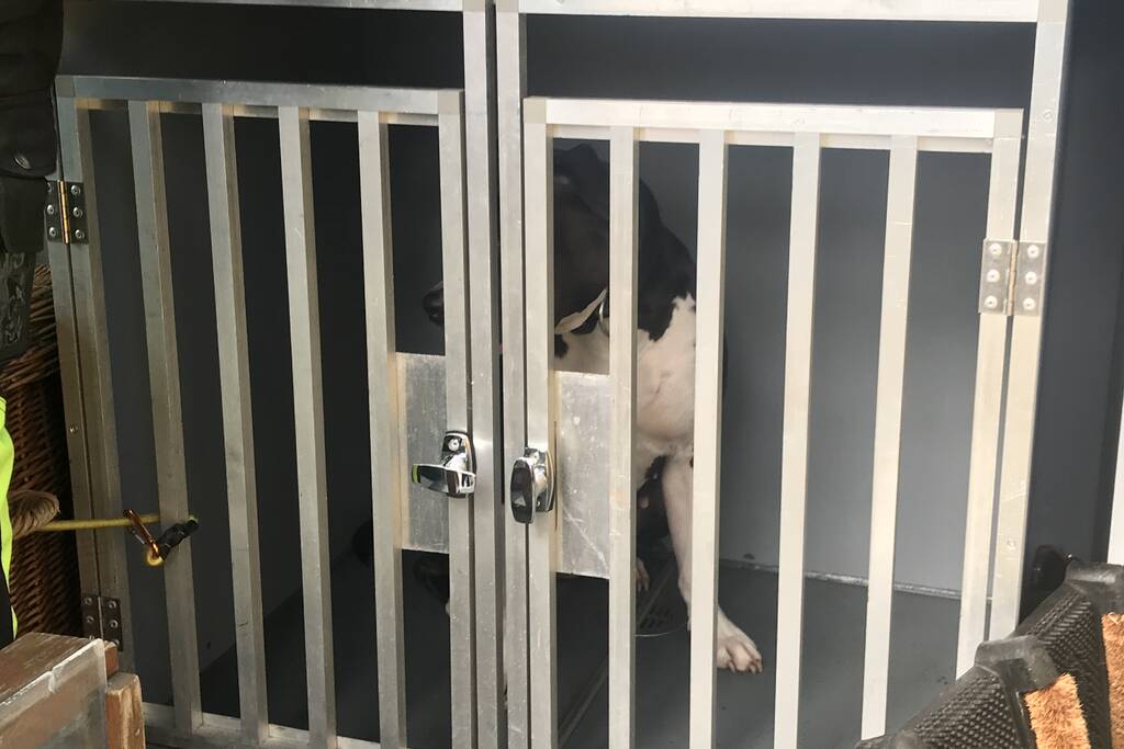 Kinderen vangen samen met politie ontsnapte hond