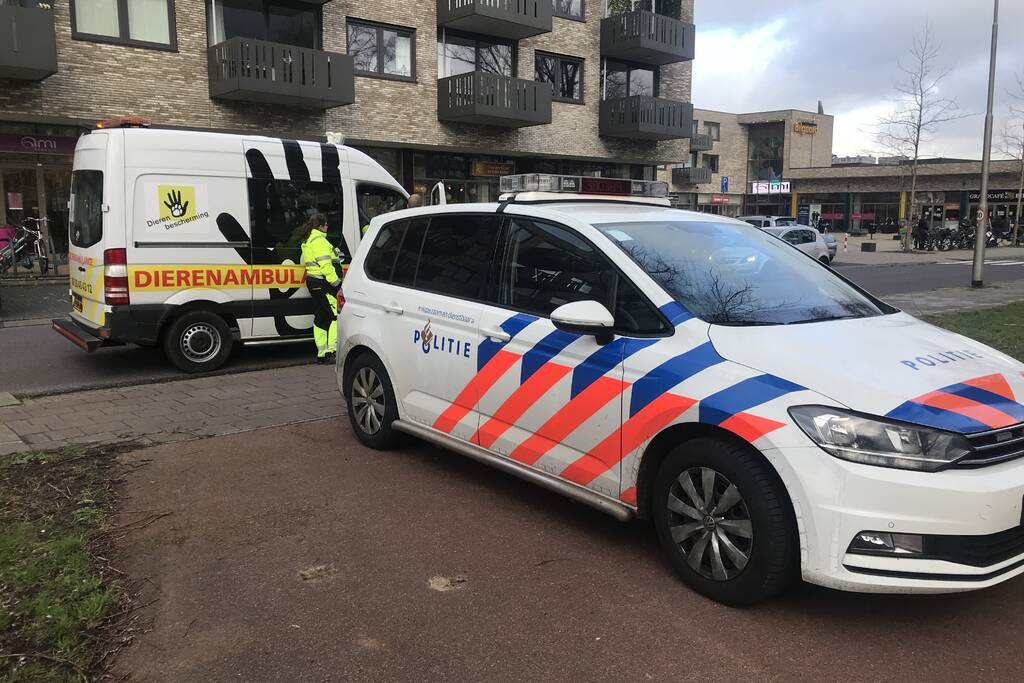 Kinderen vangen samen met politie ontsnapte hond