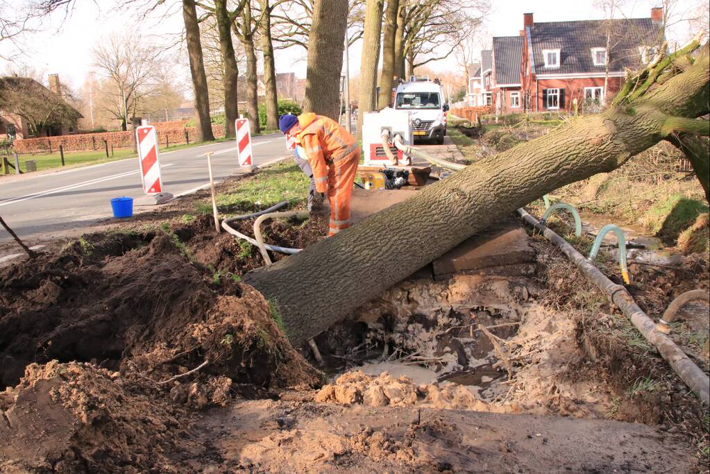 Boom gekanteld na waterleidingbreuk