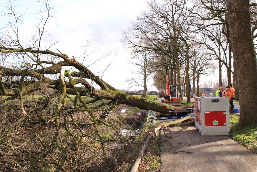 Boom gekanteld na waterleidingbreuk