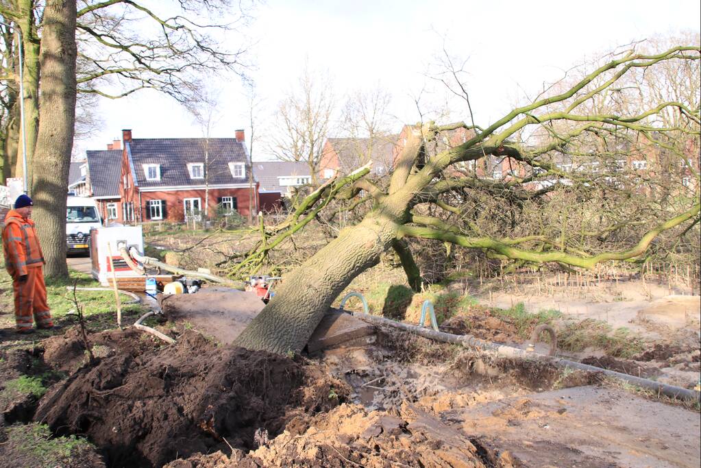 Boom gekanteld na waterleidingbreuk