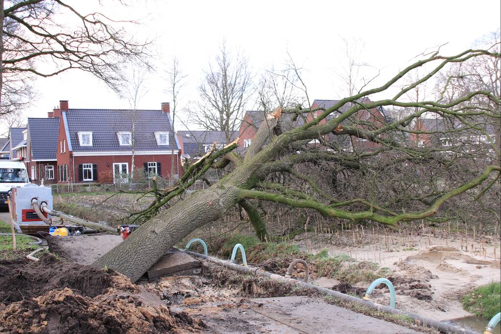 Boom gekanteld na waterleidingbreuk