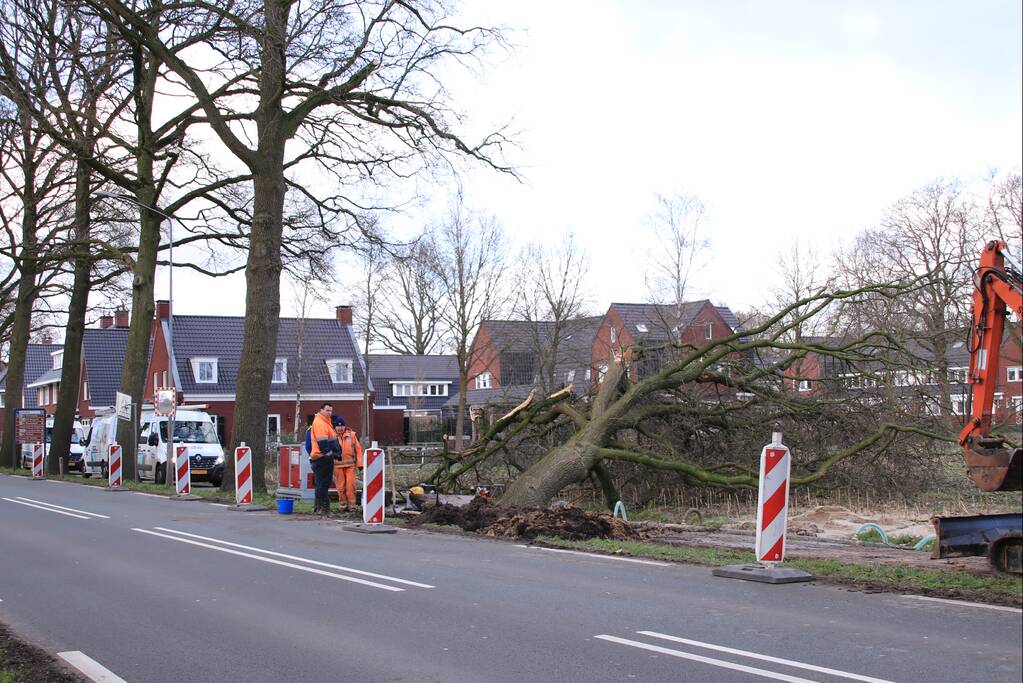 Boom gekanteld na waterleidingbreuk