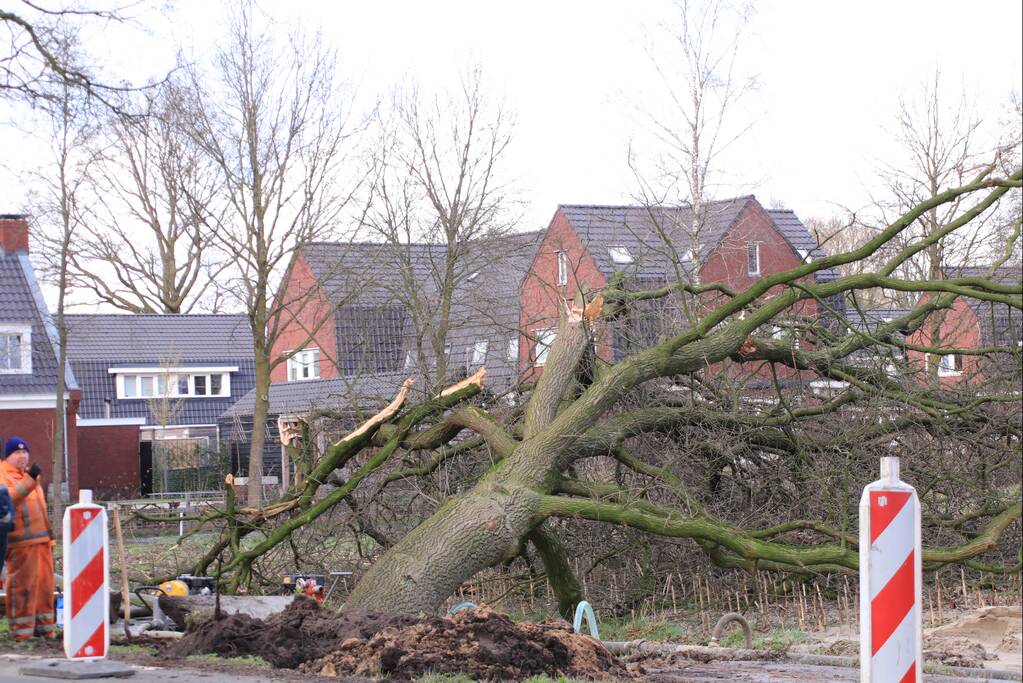 Boom gekanteld na waterleidingbreuk