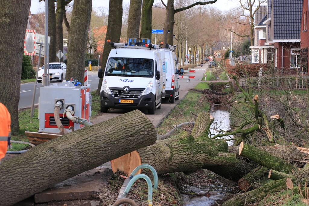 Boom gekanteld na waterleidingbreuk