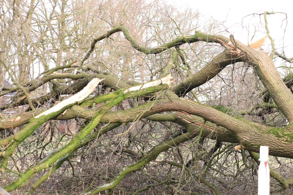 Boom gekanteld na waterleidingbreuk