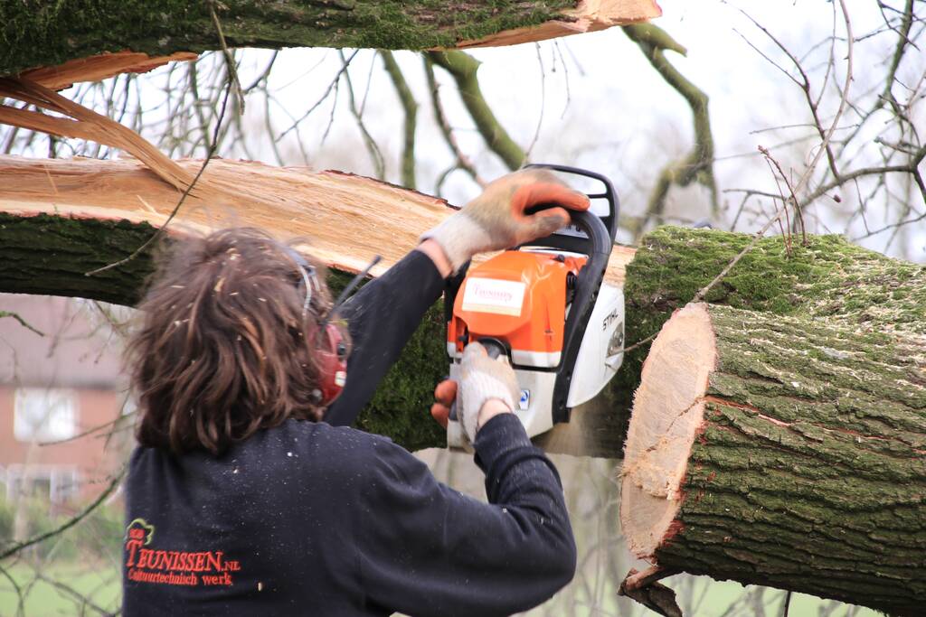 Boom gekanteld na waterleidingbreuk