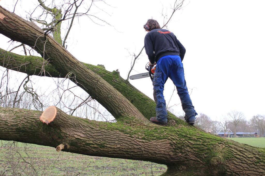 Boom gekanteld na waterleidingbreuk