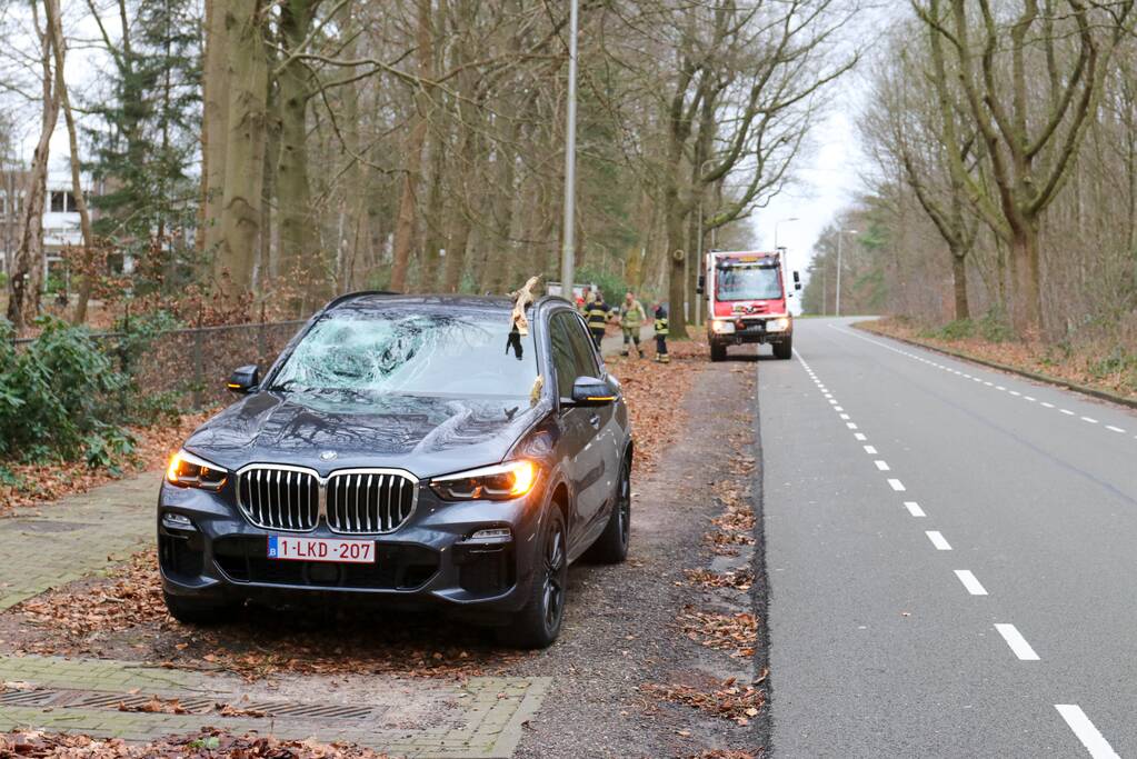 Peperdure BMW fors beschadigd door omgevallen boom