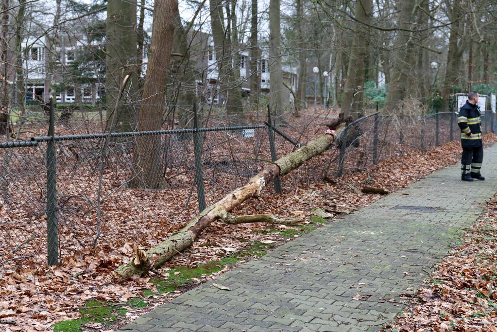 Peperdure BMW fors beschadigd door omgevallen boom