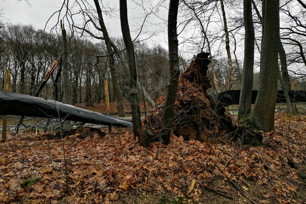 Bomen naast snelweg omgevallen door storm