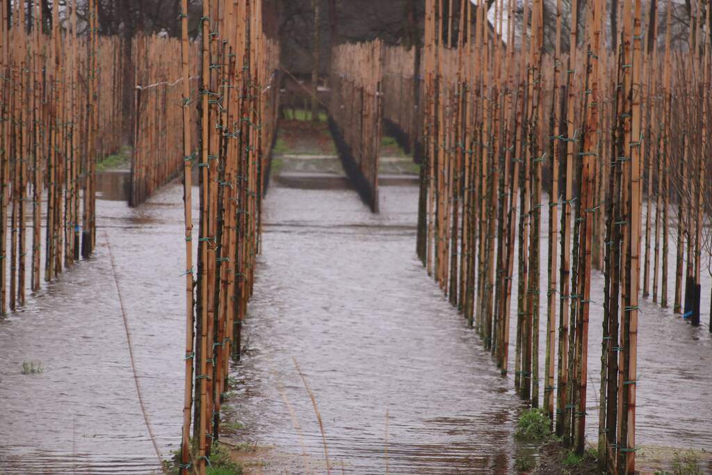 Weiland en fietspad volgelopen na fikse regenbui