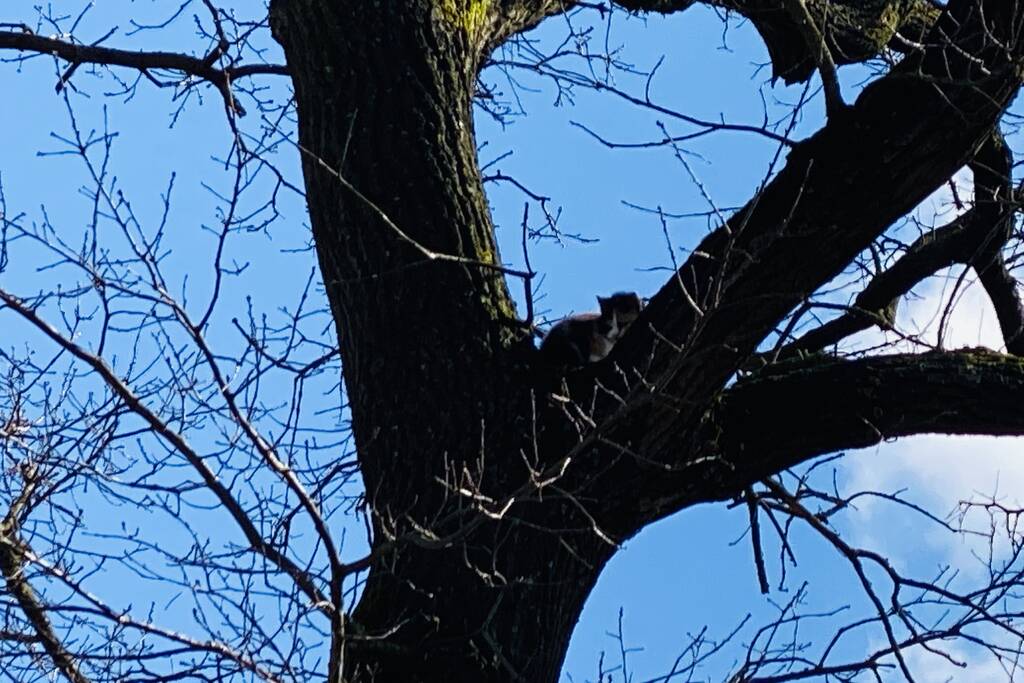 Kat kiest hazenpad na reddingsactie brandweer