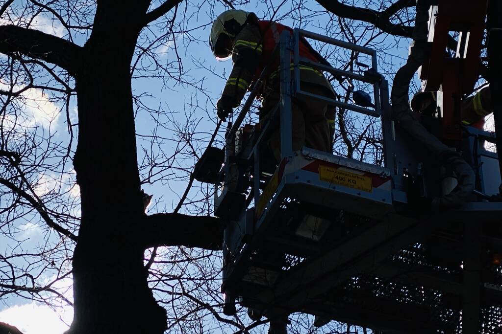 Kat kiest hazenpad na reddingsactie brandweer