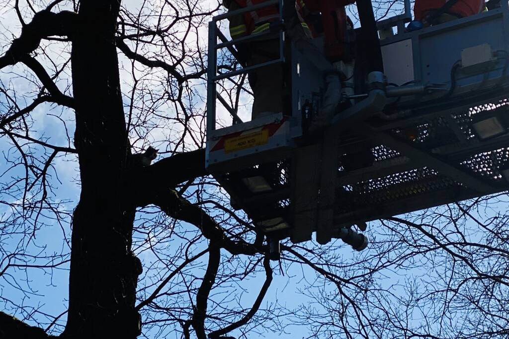 Kat kiest hazenpad na reddingsactie brandweer