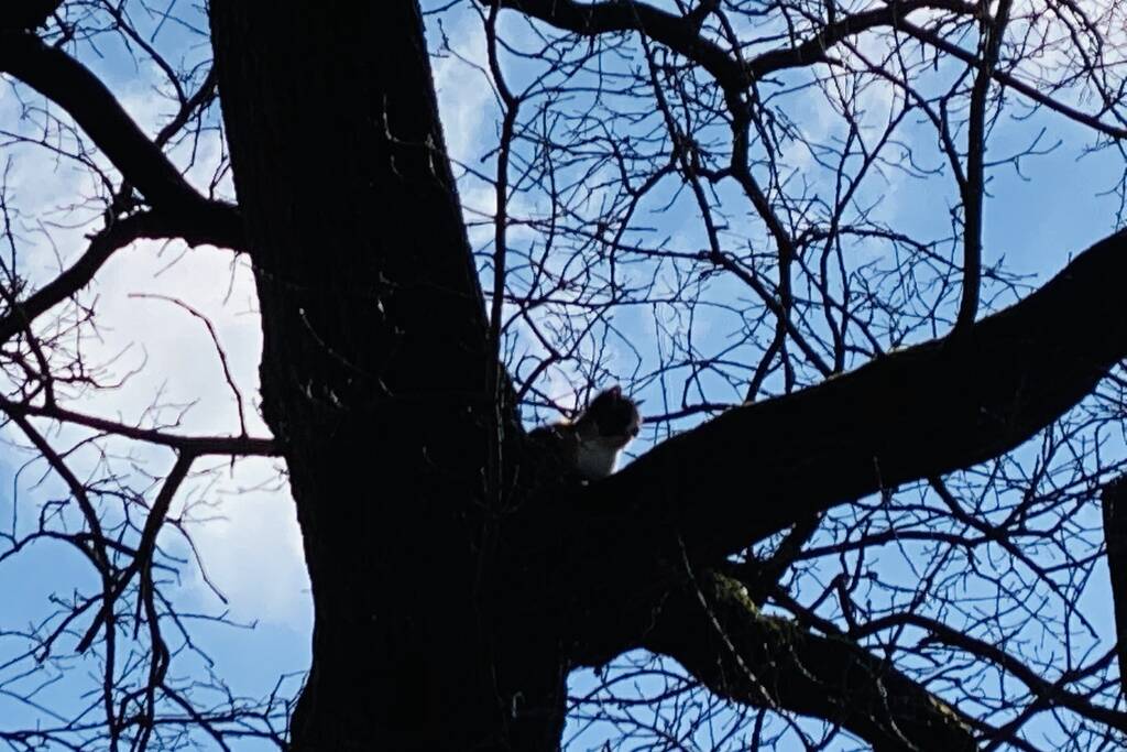 Kat kiest hazenpad na reddingsactie brandweer