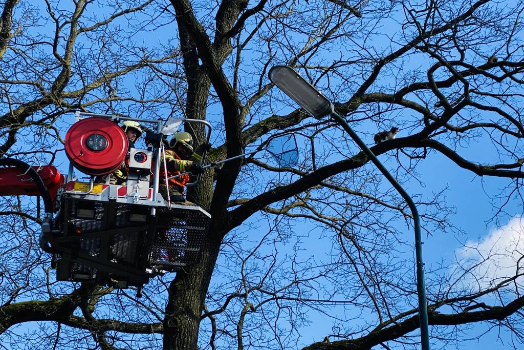 Kat kiest hazenpad na reddingsactie brandweer