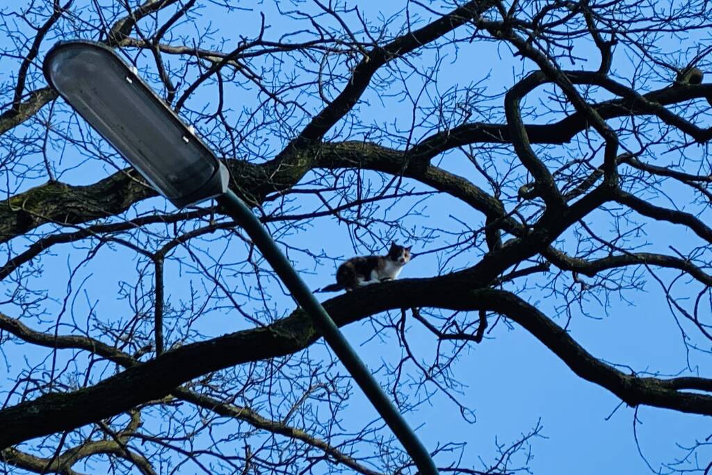 Kat kiest hazenpad na reddingsactie brandweer