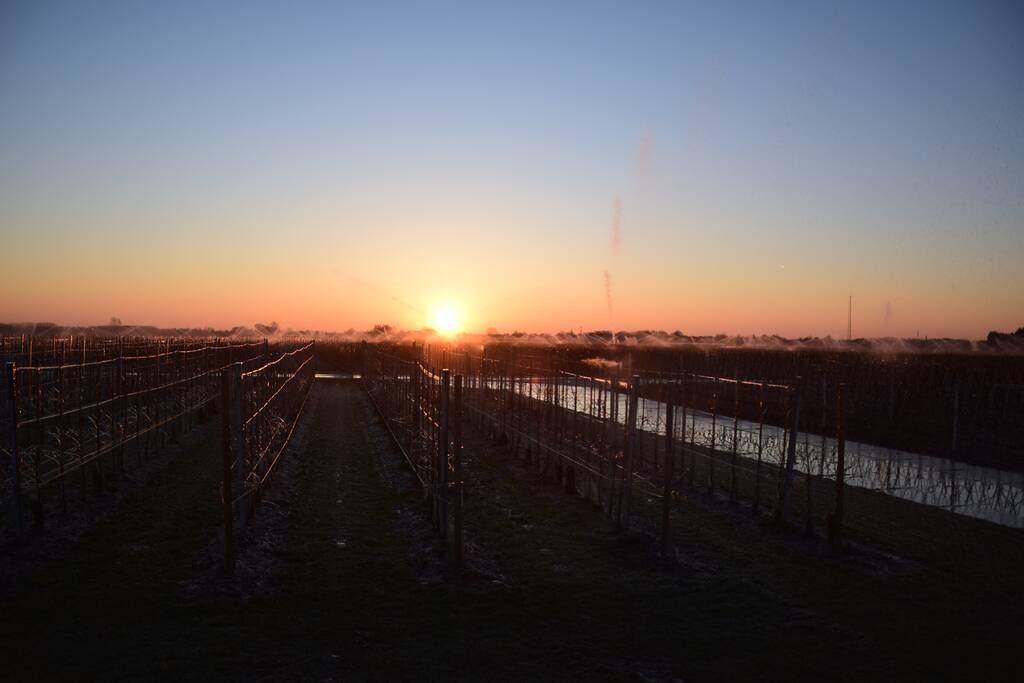 Fruitteler beregent bomen tegen vorst