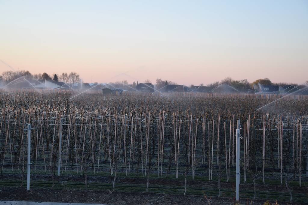 Fruitteler beregent bomen tegen vorst