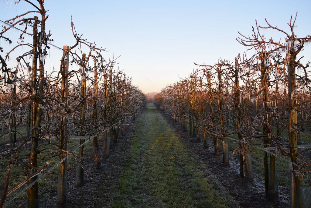 Fruitteler beregent bomen tegen vorst