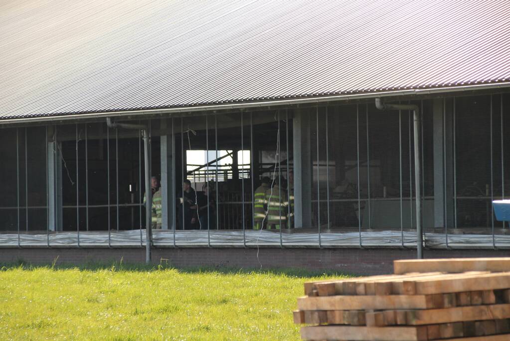 Koe door vloer van koeienstal gezakt